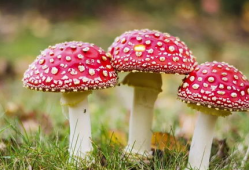 蘑菇视频爆料黑料吃瓜,揭秘娱乐圈黑料，吃瓜群众狂欢时刻